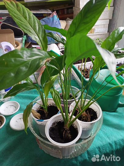 Спатифиллум, женское счастье