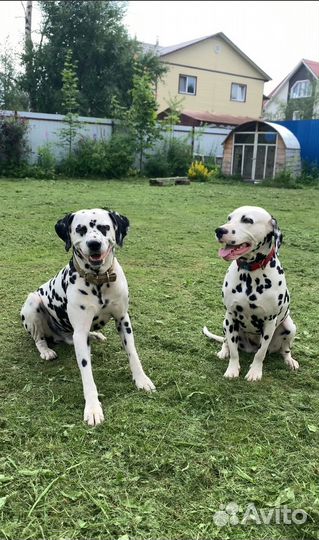 Далматинец щенок