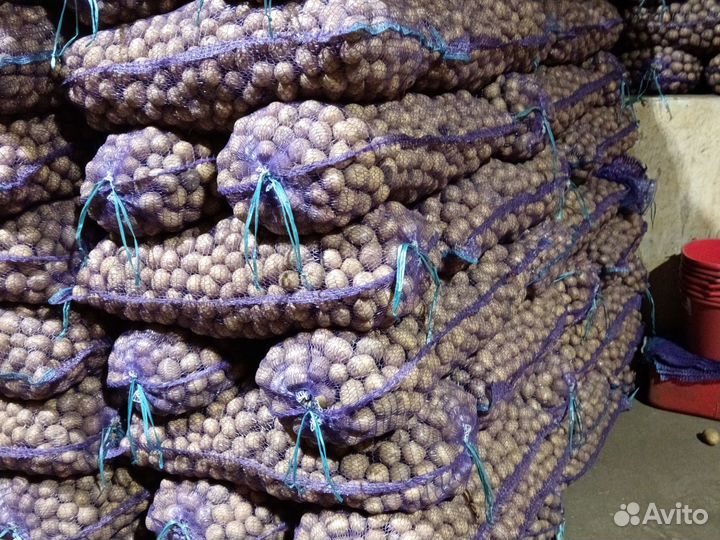 Картофель семянной