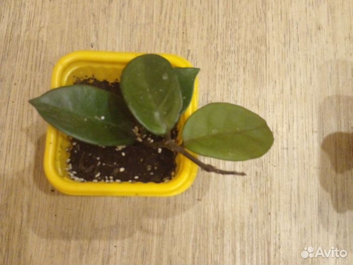 Хойя триколор