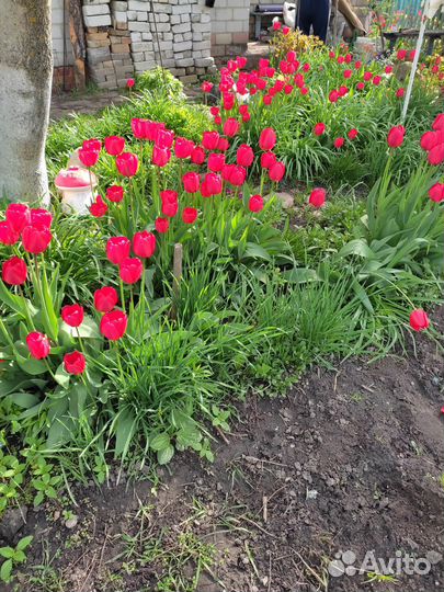 Луковицы тюльпанов с зеленью