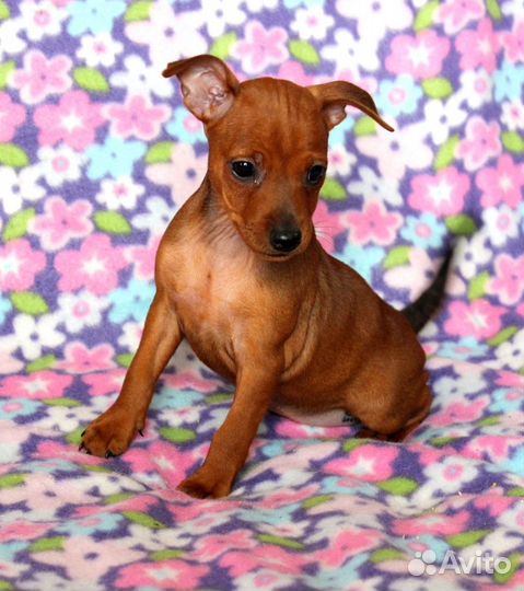 Цвергпинчер(карликовый пинчер)