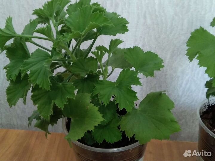 Королевская пеларгония (герань)