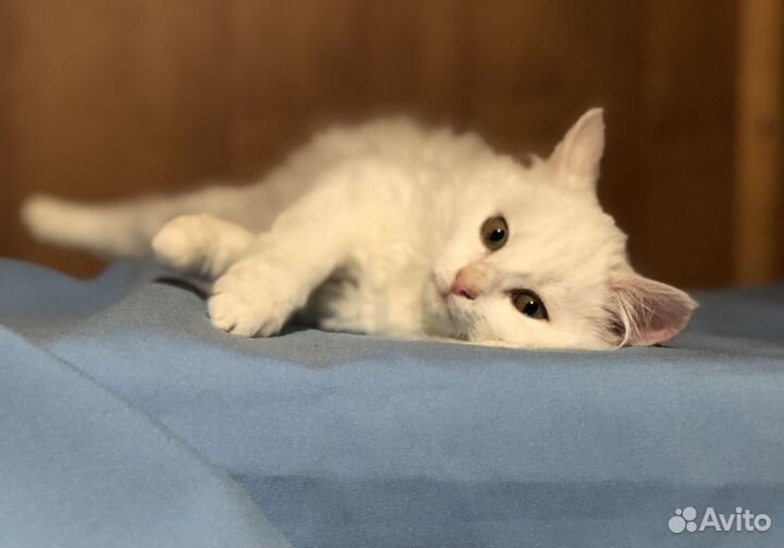 Котёнок девочка