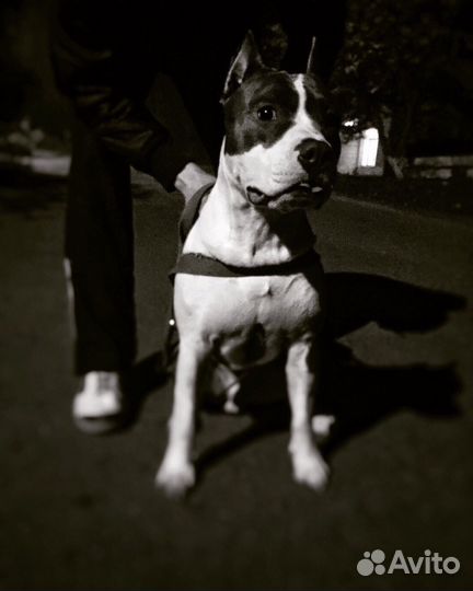 Вязка Стаффордширского Терьера (кабель)