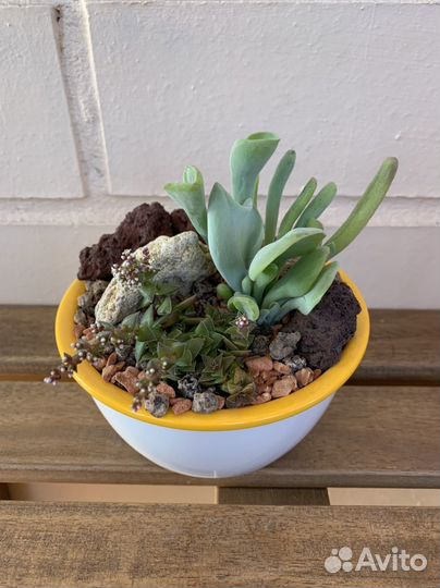 Суккуленты