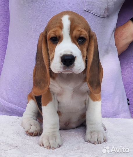 Щенки бигля. Питомник РКФ