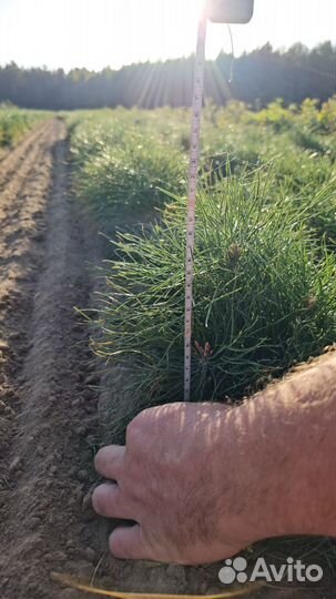 Саженцы сосны и ели окс оптом