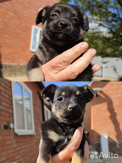 Отдам бесплатно щенки