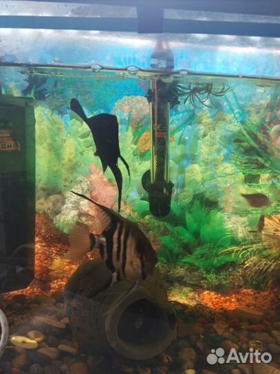 Аквариум полностью
