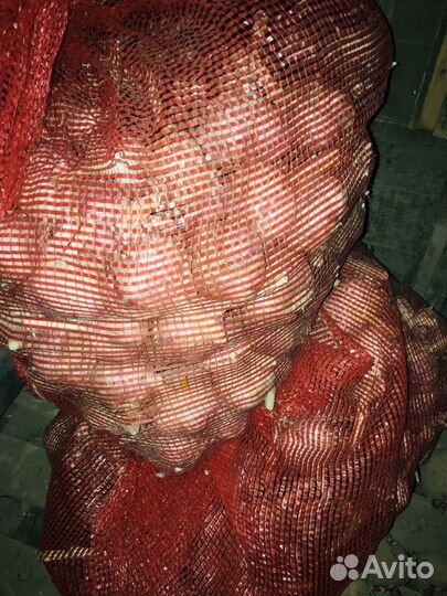 Продам чеснок