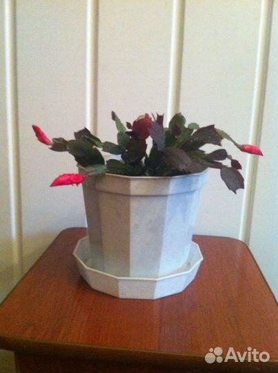 Декабрист цветок