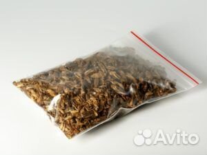 Сверчок банановый, таракан мраморный, блаптика