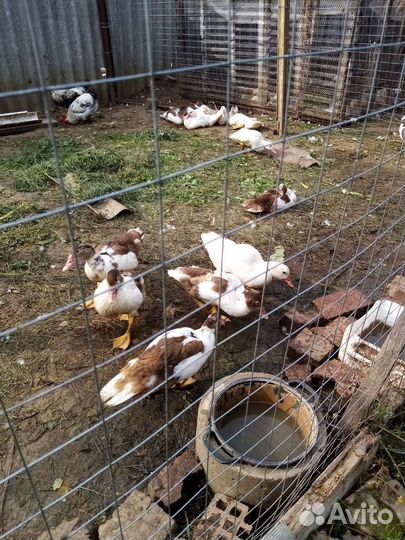 Мускусные утки