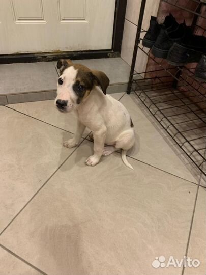 Щенки стафтерьера