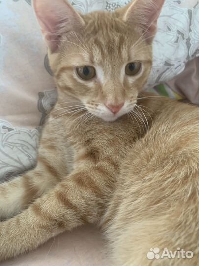 Рыжий котенок в добрые руки