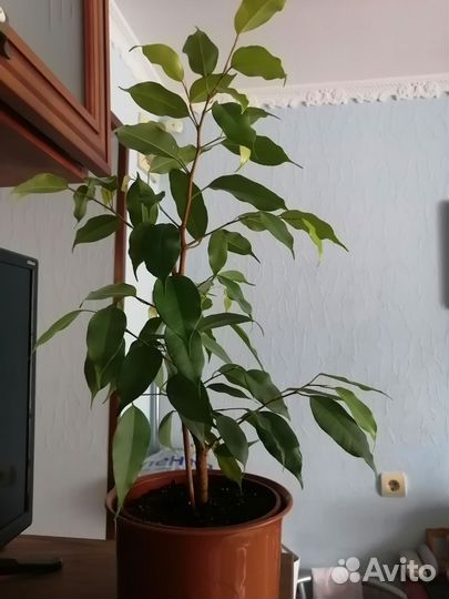 Фикус Бенджамина