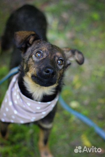 Щенок в добрые руки