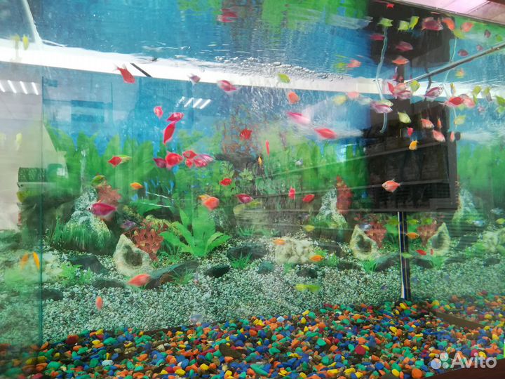 Аквариумные рыбки в ассортименте