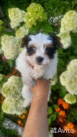 Бивер пупсята