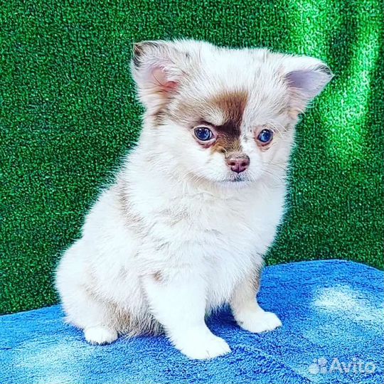 Девочка чихуа мерле голубой глаз