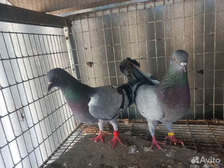 Продаю голубей