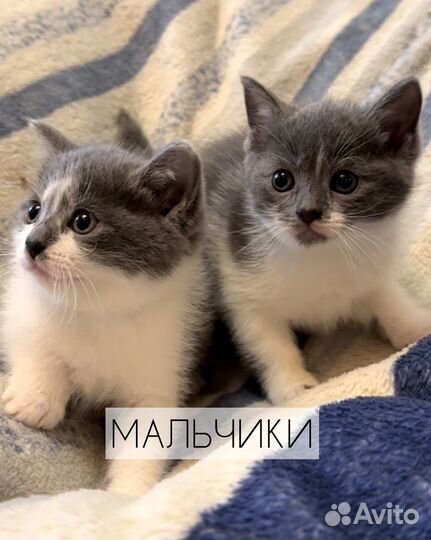 Кошечки В добрые руки