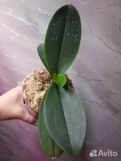 Орхидея фаленопсис 