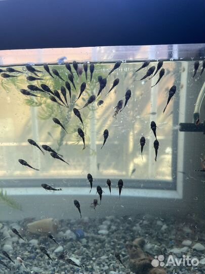 Анциструс Кревека вишня Криптокорина Ампулярии