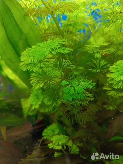 Кабомба,мох Риччия плавающая