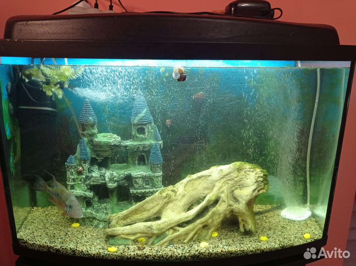 Аквариум, рыбки, декорации