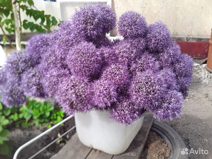 Лук Суворова для посадки в зиму