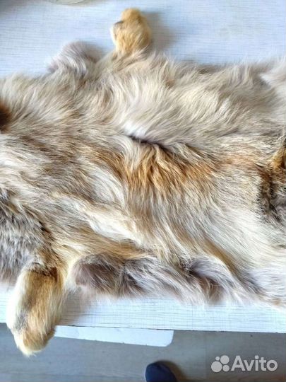 Шкура лисы