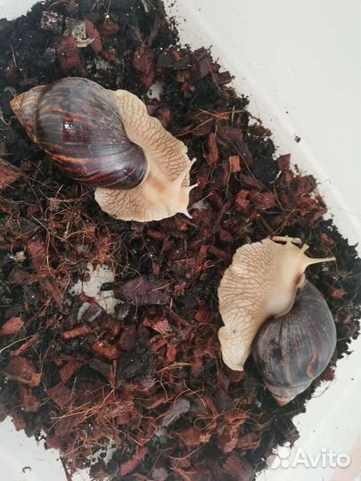 Улитки ахатины бесплатно