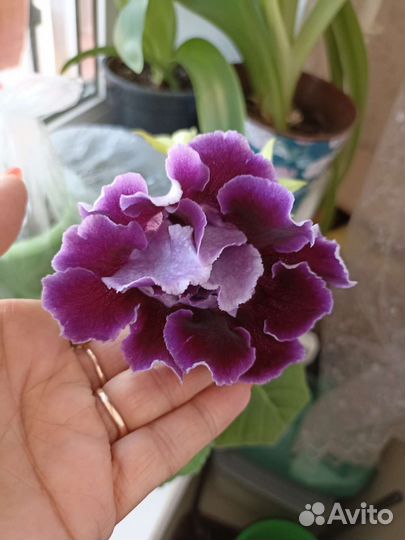 Цветы глоксиния