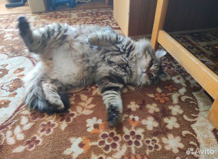 Кот одноглазик в добрые руки бесплатно в дар