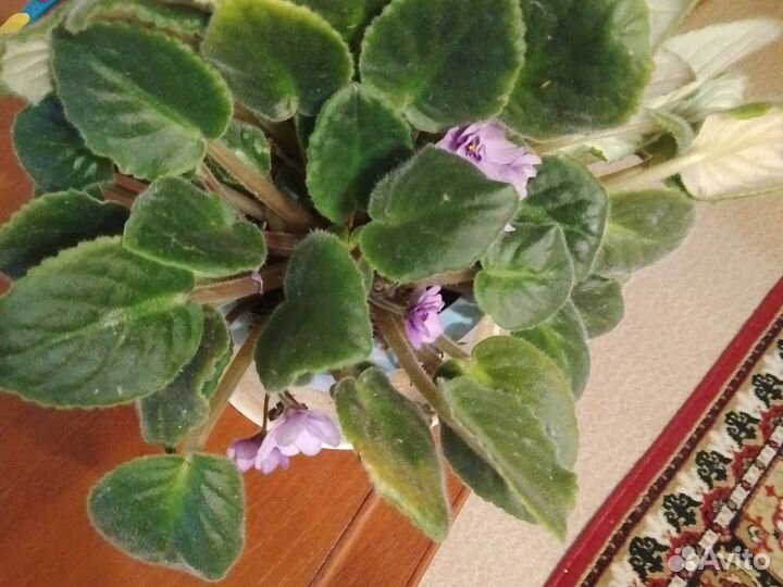 Фиалки цветущие в горшке