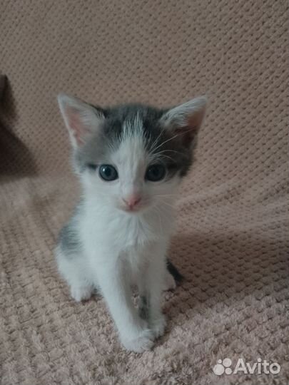 Кошечку в добрые руки