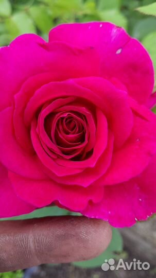 Кустовые розы саженцы