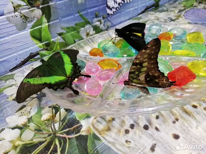 Живые тропические бабочки