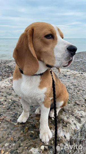 Вязка кобель бигль