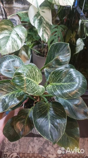 Филодендрон биркин