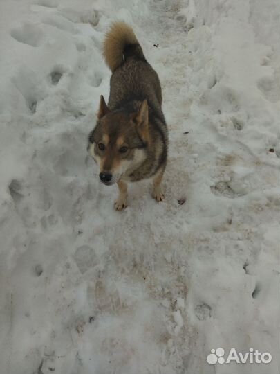 Западно сибирская лайка