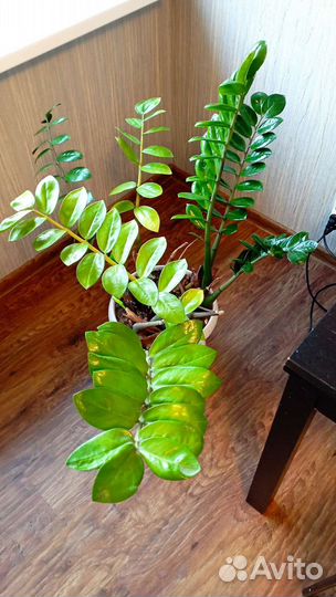 Замиокулькас