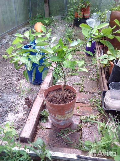 Апельсины,мандарины,лимоны - плодоносящие