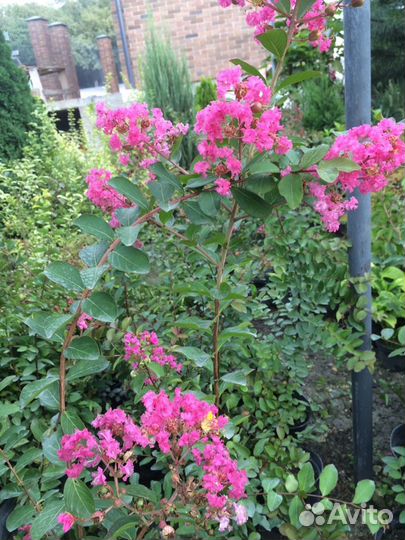 Лагерстремия, или Индийская сирень