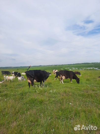 Дуйная корова