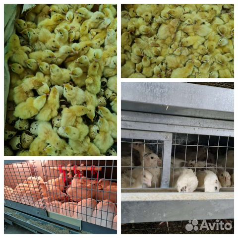 Яйца перепелиные