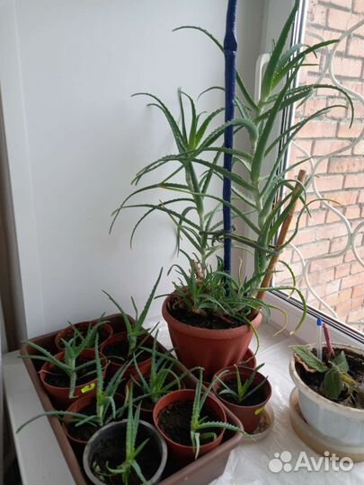 Алоэ лечебный