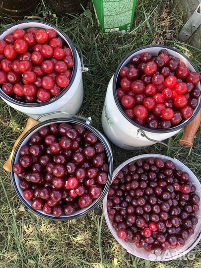 Продам ягоды вишни